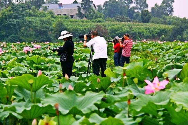 接天莲叶是什么季节的_（接天莲叶是不是夏天）