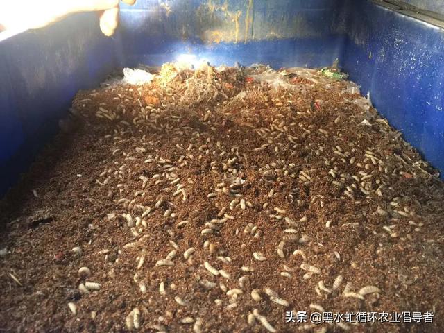 养黑水虻到底赚不赚钱_（黑水虻 骗局）