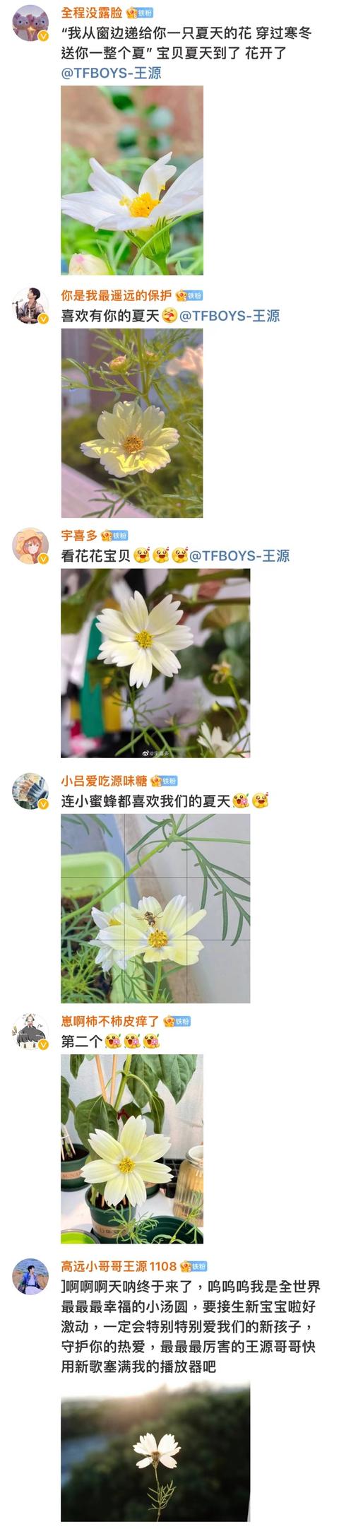 王源的粉丝名应该叫什么，王源粉丝名称？