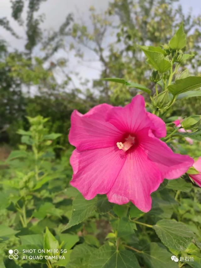 识花微信小程序，可以识花的小程序？