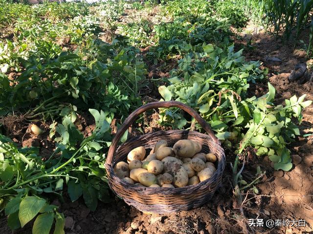 山芋什么时候传入中国（山芋何时传入我国）