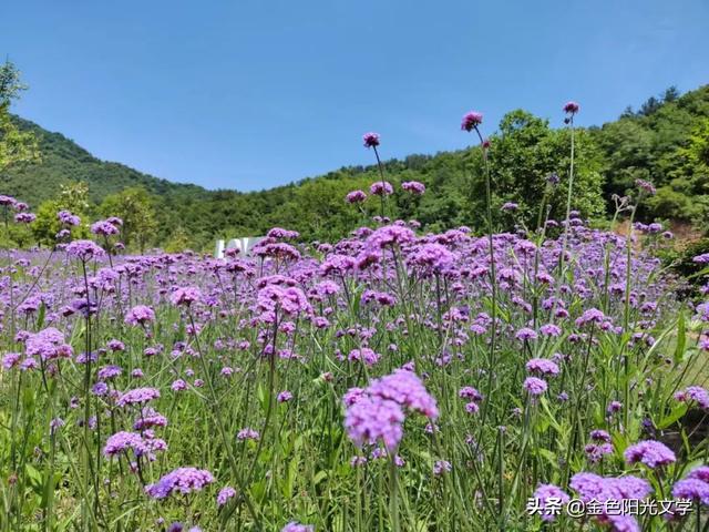 抖音上很火的自我介绍模板怎么做的视频，抖音超火的自我介绍模板？