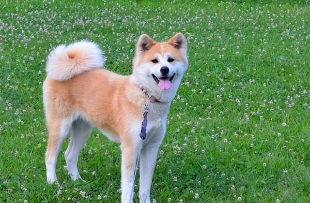 家养马犬的好处（养马犬好不好）