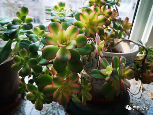 种花发朋友圈短句，花的图片发朋友圈说说？