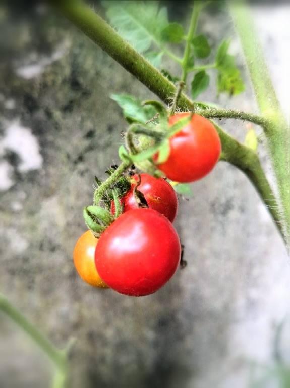 番茄植物简笔画（茄子树的简笔画）