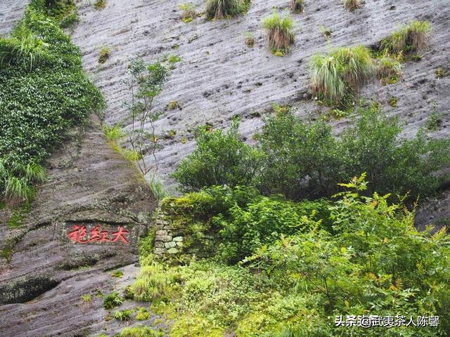 母树大红袍茶叶多少钱一斤（母树大红袍拍卖多少钱一克）