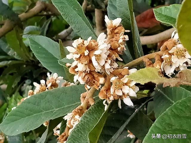 赞美枇杷发朋友圈简短文字怎么说，发朋友圈枇杷的优美句子？