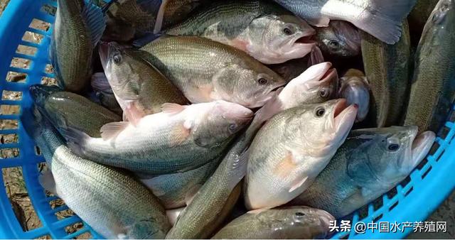 养殖黄骨鱼挣钱吗，黄骨鱼养殖利润？