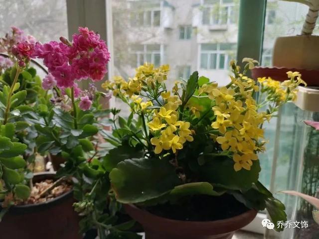 种花发朋友圈短句，花的图片发朋友圈说说？