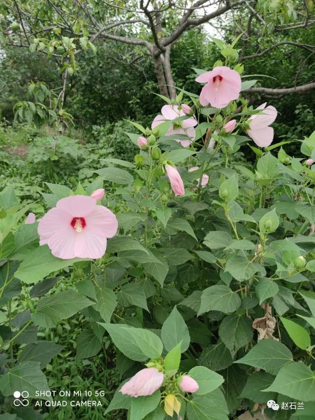 识花微信小程序，可以识花的小程序？