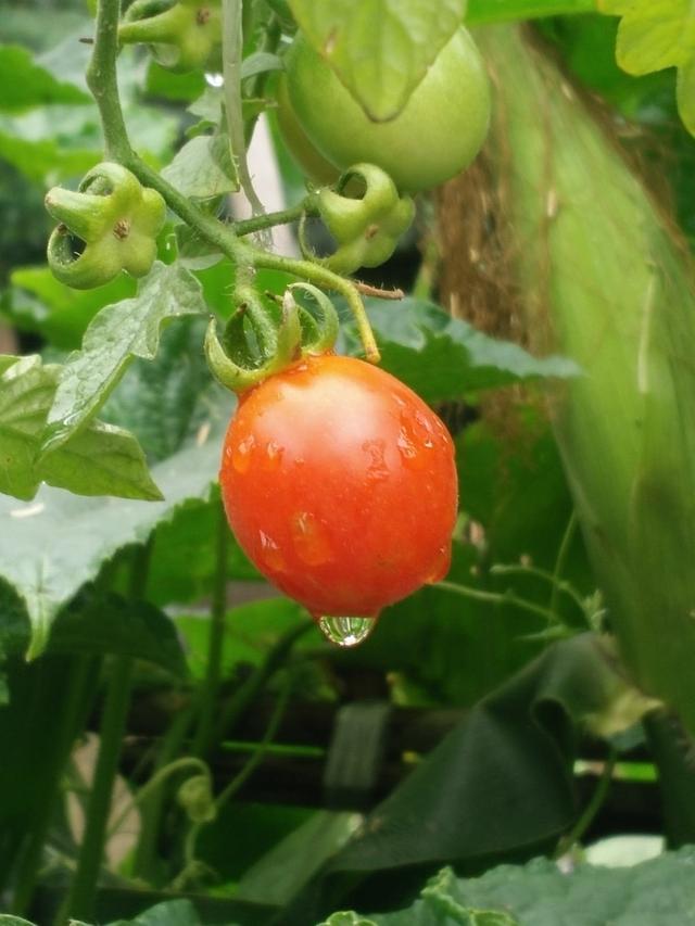 番茄植物简笔画（茄子树的简笔画）