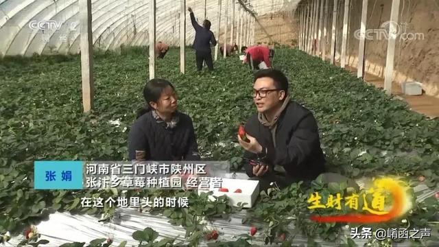 抖音关于草莓的文案，抖音摘草莓最火文案？