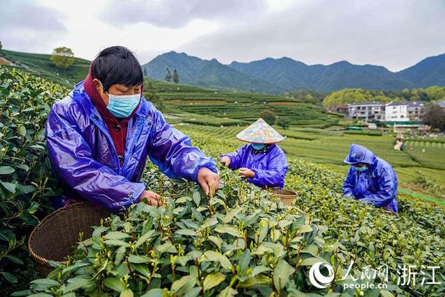 杭州微信喝茶群去哪里找，杭州喝茶vx群