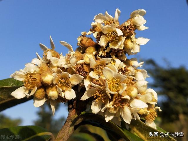 赞美枇杷发朋友圈简短文字怎么说，发朋友圈枇杷的优美句子？