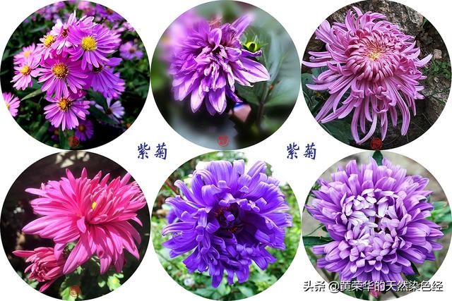 野菊花图片 功效（药用野菊花图片）