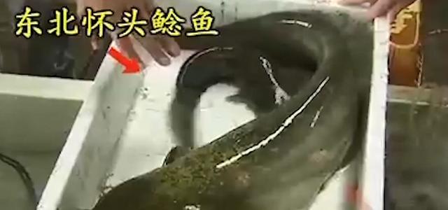 闲鱼鱼塘在哪里找（2021闲鱼鱼塘在哪里找）