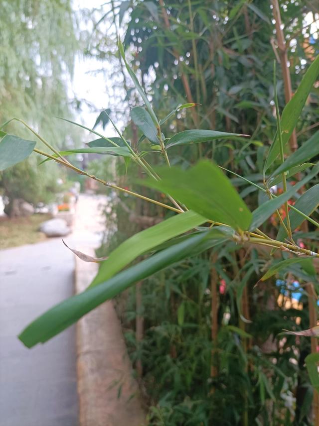 微信朋友圈功能被停用怎么解决，微信朋友圈功能被停用怎么解决呢？