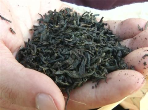 安化黑茶销售模式合法吗，安化黑茶营销模式合法吗？